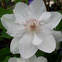 Clematis Mrs. Georg Jackman