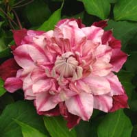 Clematis Patricia Ann Fretwell