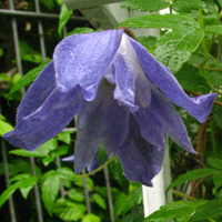 Clematis It's Springtime