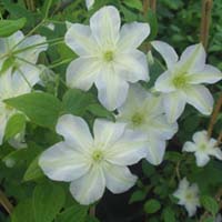 Clematis Yukikomachi