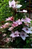 Clematis Pink Fantasy