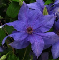 688_dubysa_s.jpg 688_dubysa_s.jpg