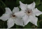 Clematis Snow Queen