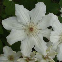 Clematis Fuyu-no-tabi