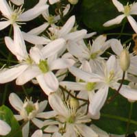 Clematis mandshurica nana