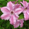 Clematis Nelly Moser neu