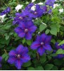 Clematis Sarabande