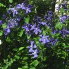 Clematis int.Durandii