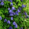 Clematis macropetala It�Springtime
