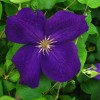 Clematis Jackmanii Superba