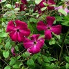 Clematis vit.Kermesina