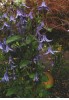 Clematis int.Saphir
