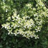 Clematis flammula