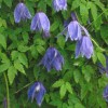 Clematis alpina Frances Rives