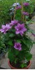 Clematis K�nigskind purpur