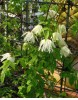 Clematis fauriei Albina Plena