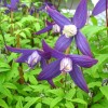Clematis fauriei Polar Light