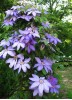 Clematis Lawsoniana