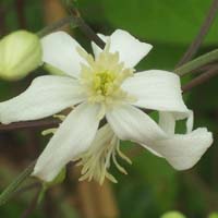 Clematis recta Pamela