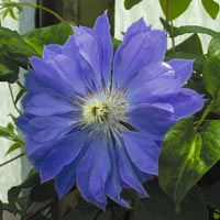 Clematis Teshio