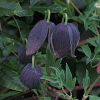 Clematis tibetana Black Tibet