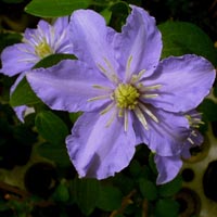 Clematis Justa