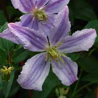 Clematis vit. Vanessa