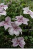 Clematis Pink Fantasy