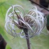 Clematis integrifolia Athena BFCCATH