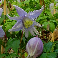 Clematis fauriei Cinderella