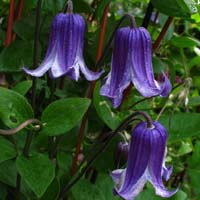 Clematis int. Rooguchi