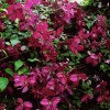 Clematis vit. S�dert�lje