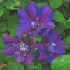 Clematis Sarabande
