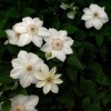 Clematis Mrs. Georg Jackman