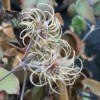 Clematis Justa