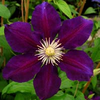 Clematis Hybride The Vagabond