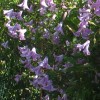 Clematis viticella Betty Corning