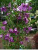 Clematis int.Pamiat Serdtza