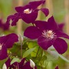 Clematis Rouge Cardinal