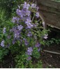 Clematis Prince Charles