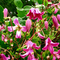Clematis viorna Odoriba