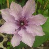 Clematis K�nigskind rosa