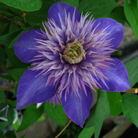 Clematis Shikoo