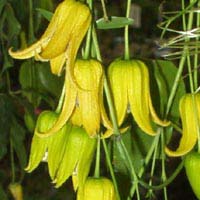 Clematis repens