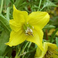 Clematis fruticosa-Anna