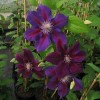 Clematis Julka