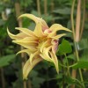 Clematis koreana Dusky