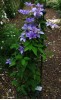 Clematis Dubysa