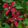 Clematis tex.Gravetye Beauty