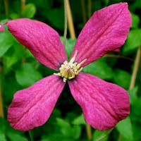 Clematis vit. Amanda Marie